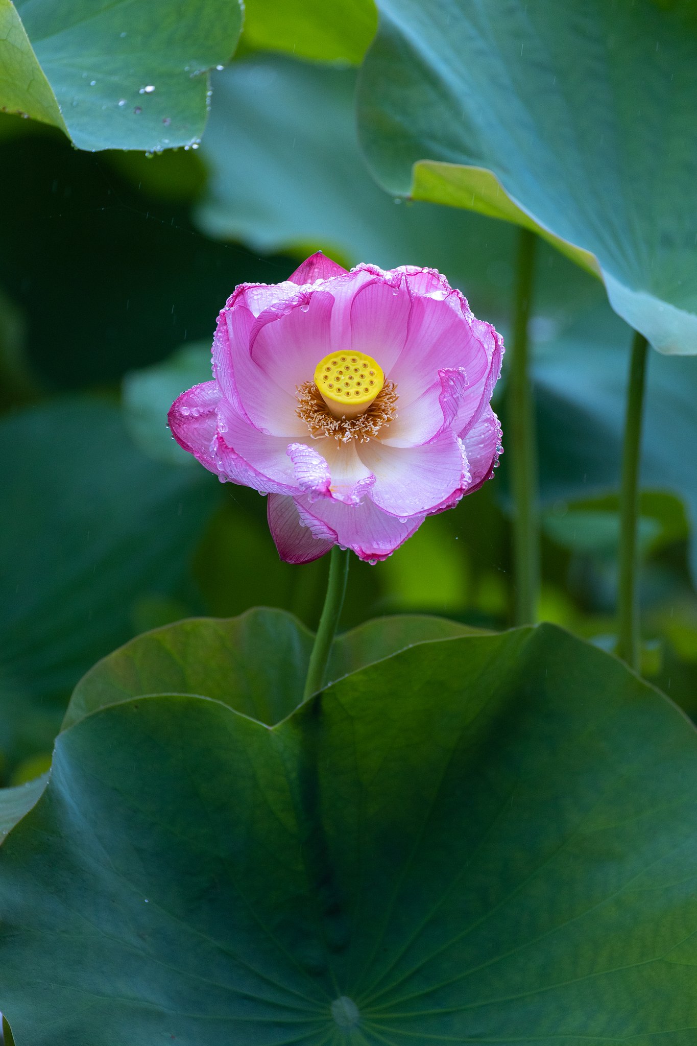 EF100-400mm f/4.5-5.6L IS USM