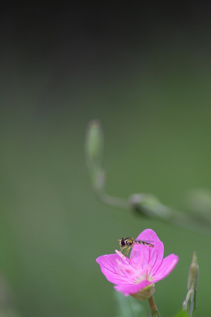 赤花夕化粧