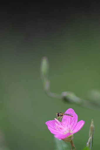 赤花夕化粧