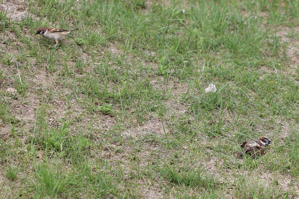 スズメの砂浴び
