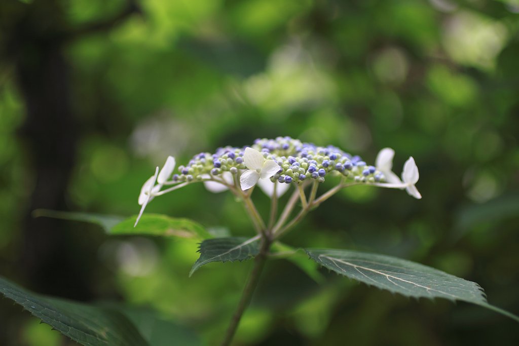 紫陽花