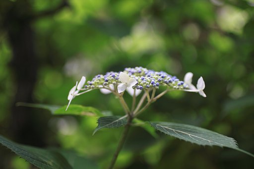紫陽花