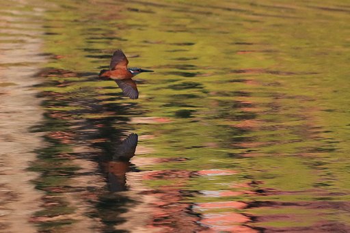 バンク中のカワセミ君、頭は水平に近いの図