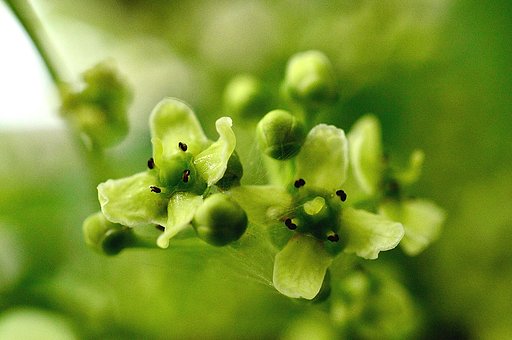 マユミの花　２