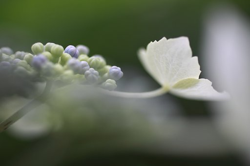 紫陽花