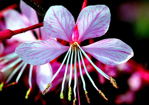 ガウラの花UP　１