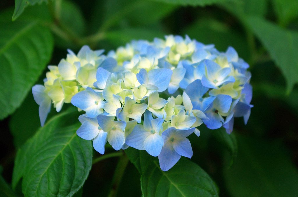梅雨の花