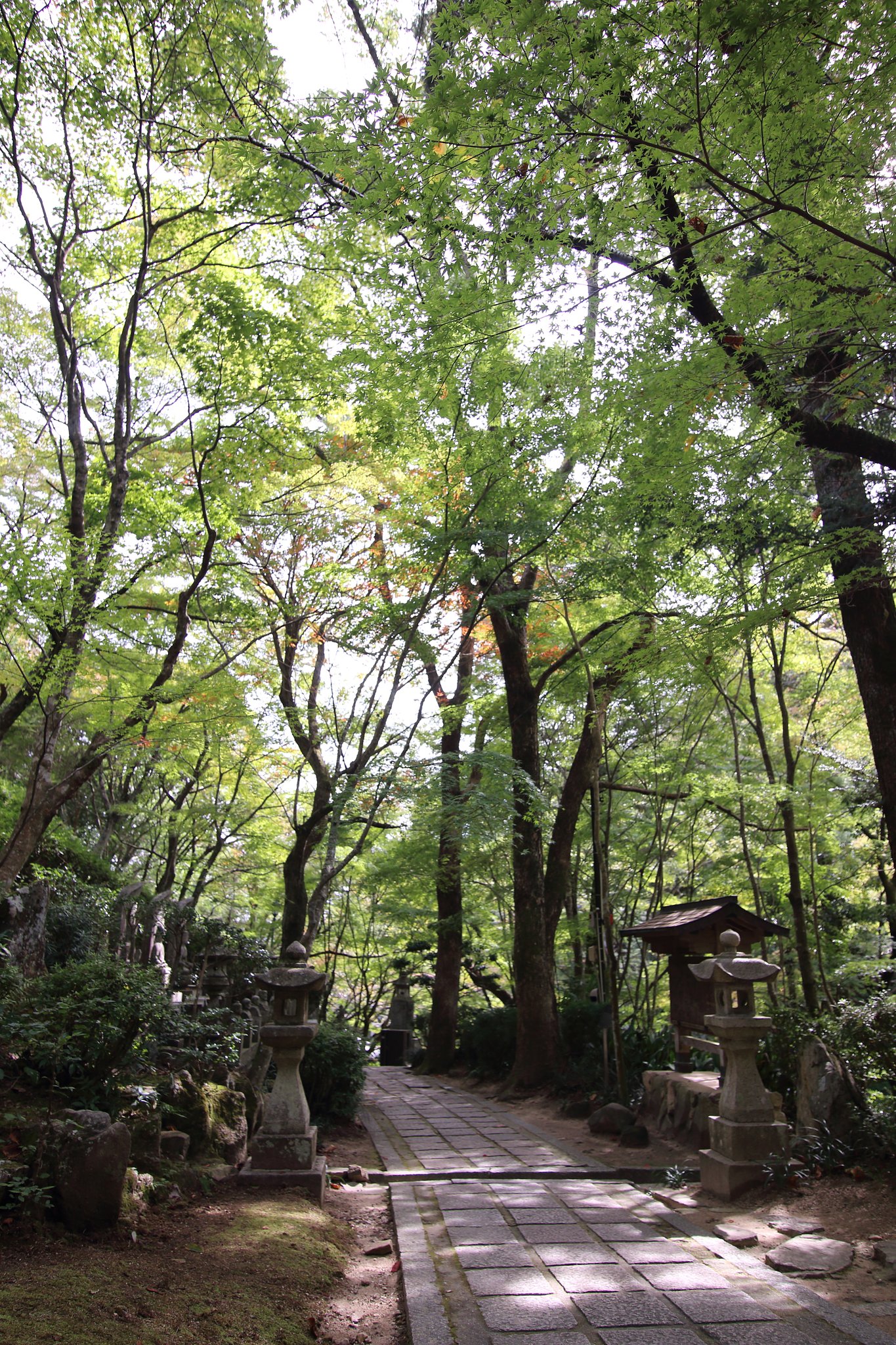 広角レンズで撮影する紅葉小道（予行演習）