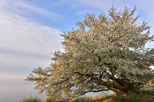 湖畔の大桜