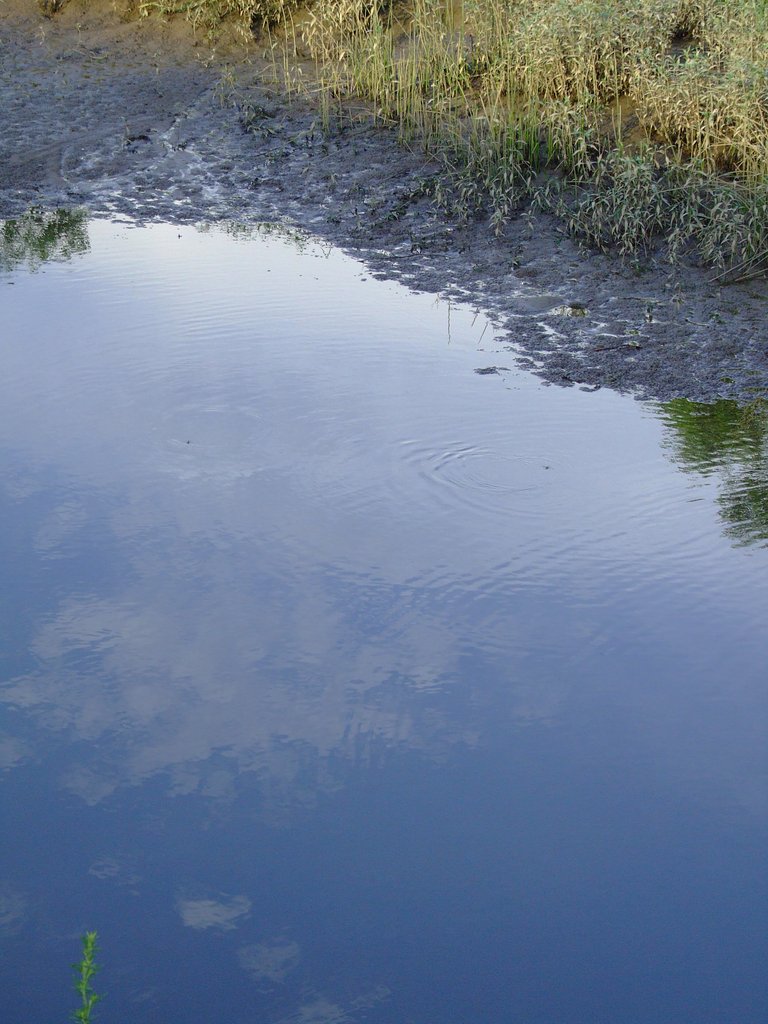 水辺