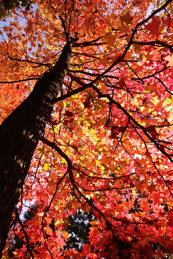 「ゲージツの森」の紅葉