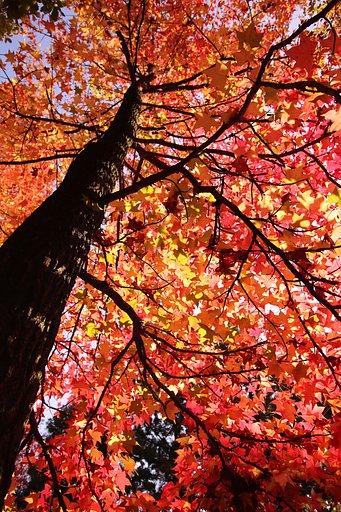 「ゲージツの森」の紅葉