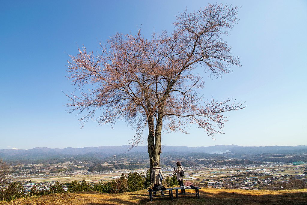 松岡城址一本桜