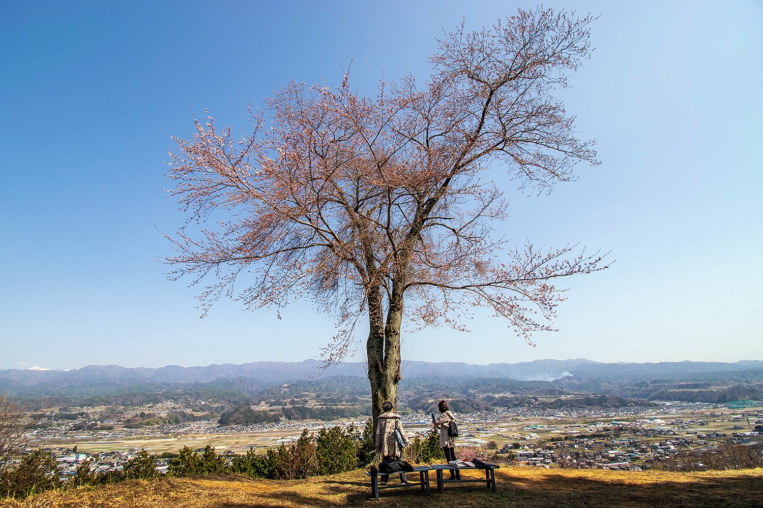 松岡城址一本桜