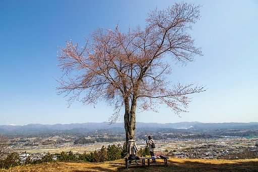 松岡城址一本桜