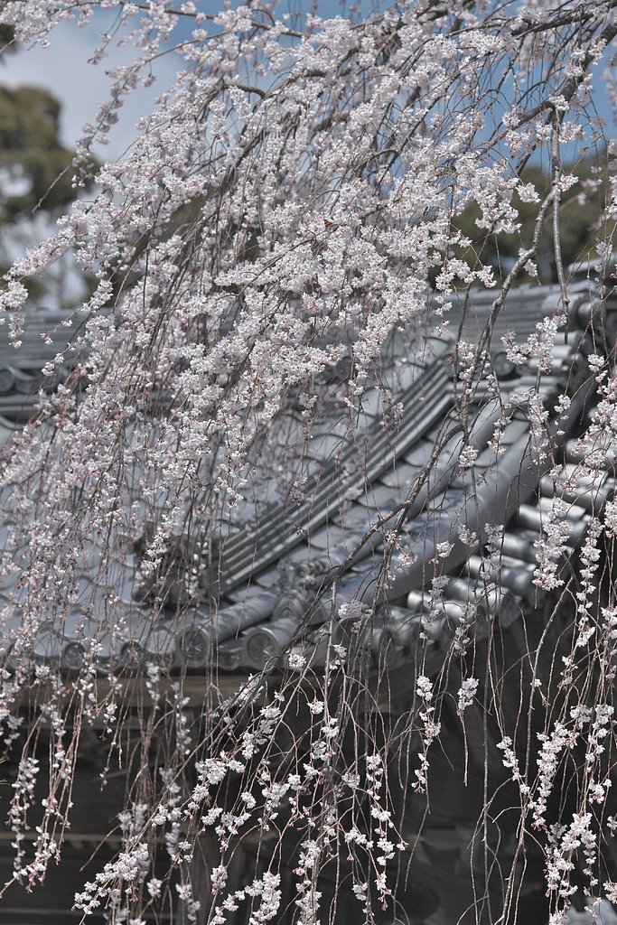 EF135mm F2L