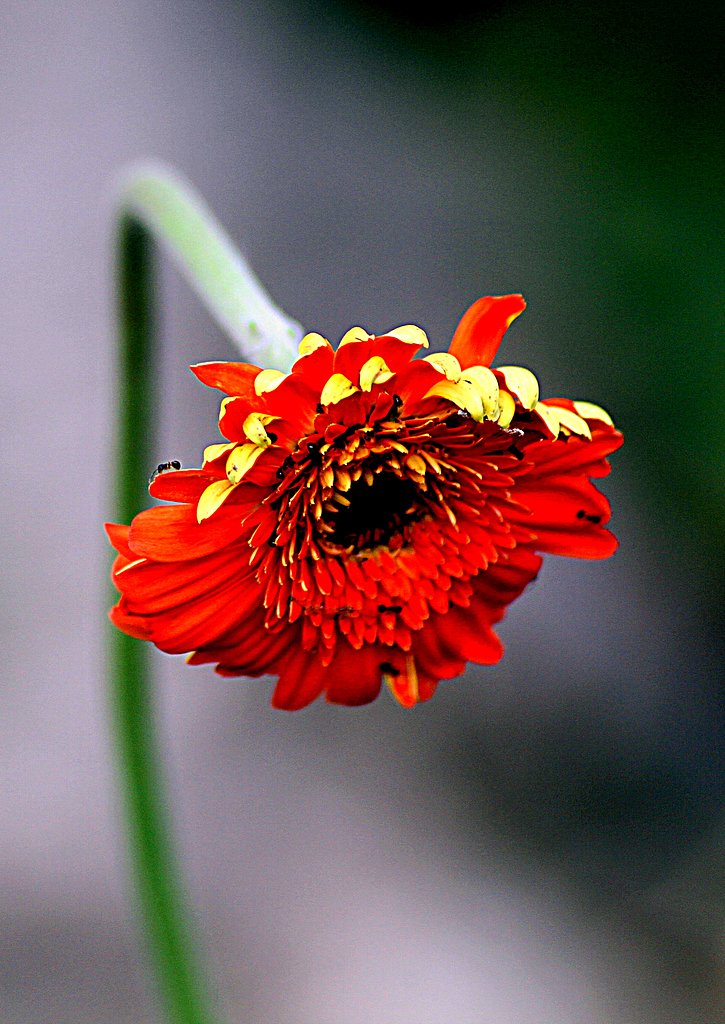 Tamron 90mmF2.8 Macro 272E