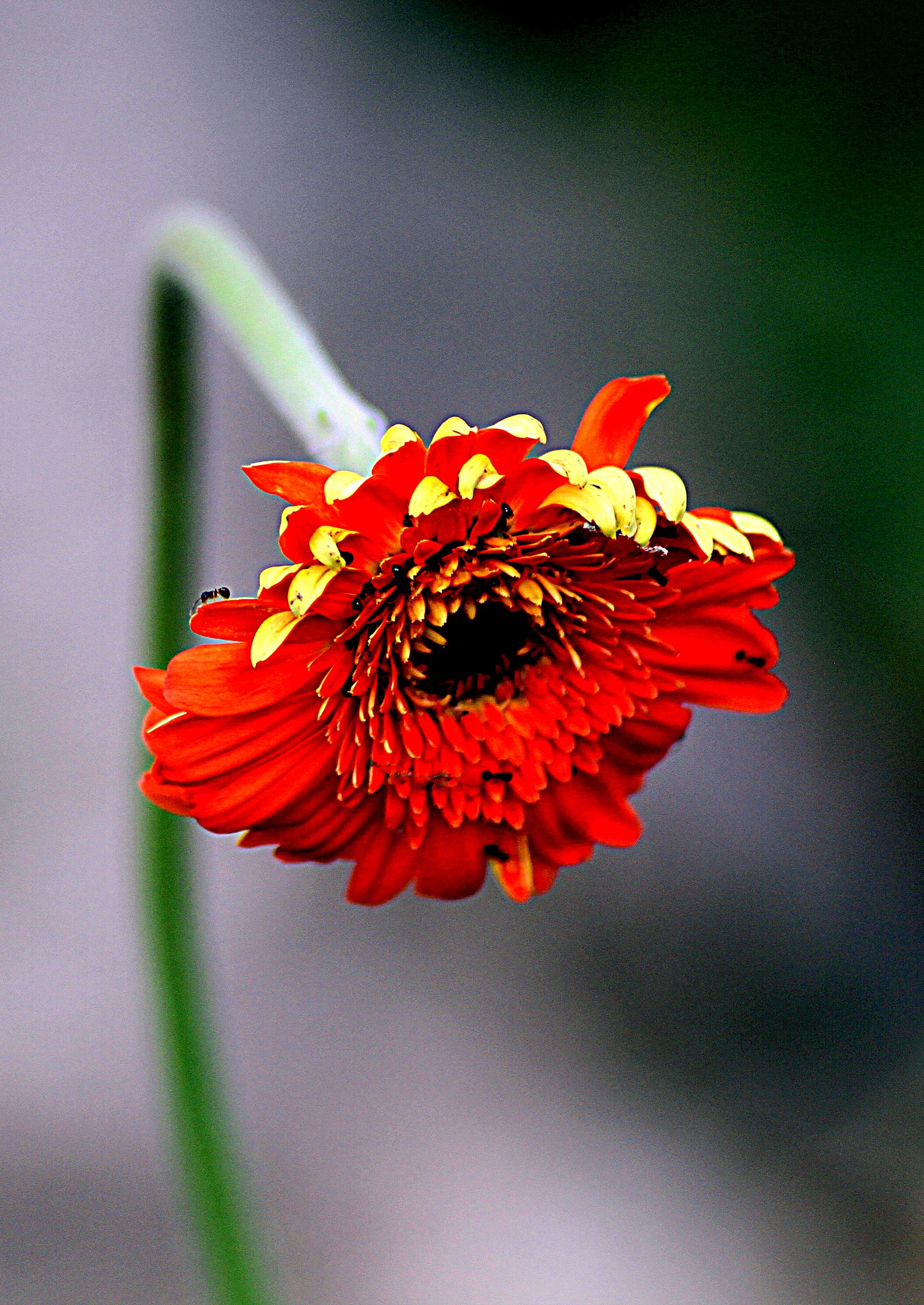 Tamron 90mmF2.8 Macro 272E