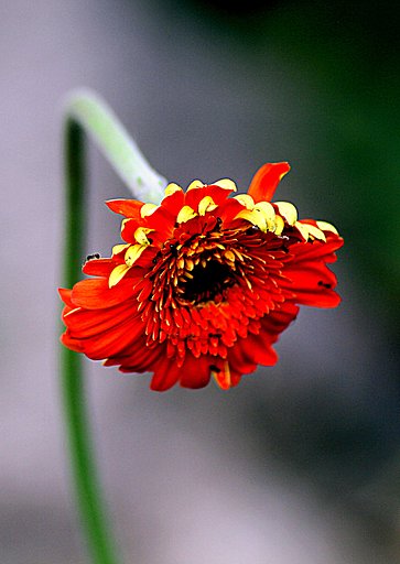 Tamron 90mmF2.8 Macro 272E
