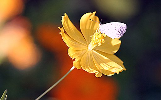 【秋】桜（コスモス）に蝶が