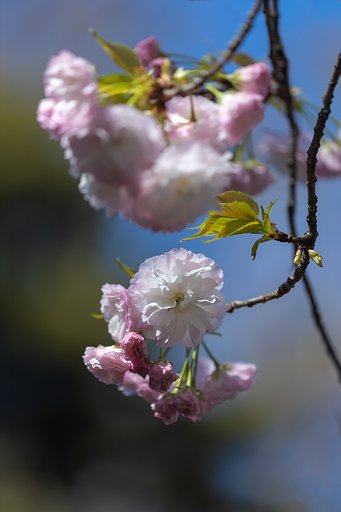 EF180mm f/3.5L Macro USM