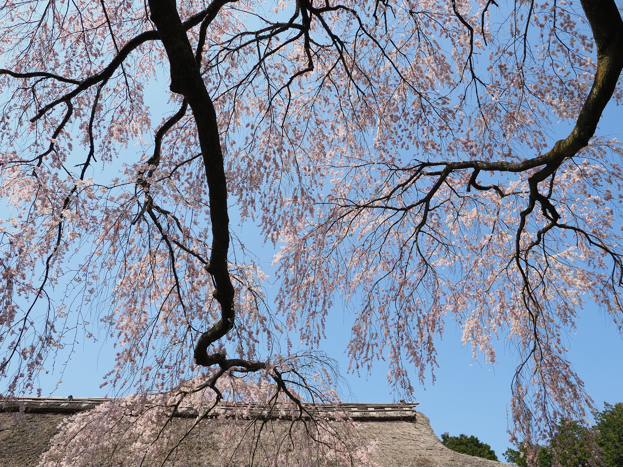 大きく深呼吸