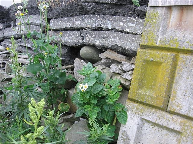 ど根性馬鈴薯