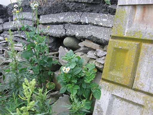 ど根性馬鈴薯