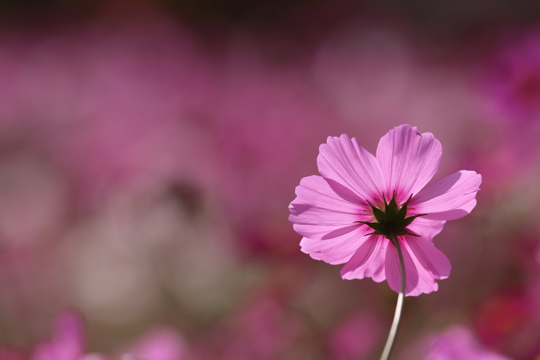 花の背景を花で埋める（師匠風）