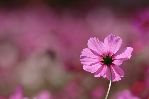花の背景を花で埋める（師匠風）