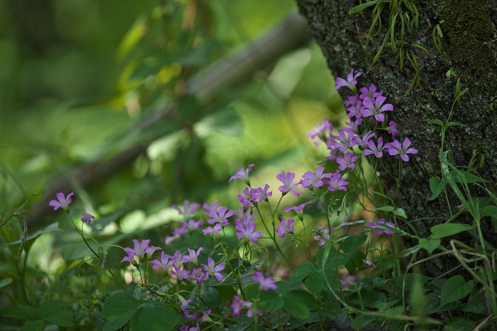 密集の野草