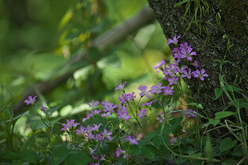 密集の野草