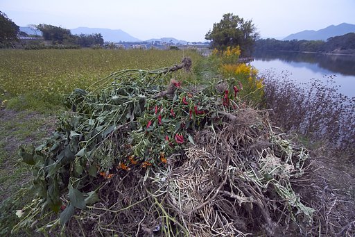 花を添える