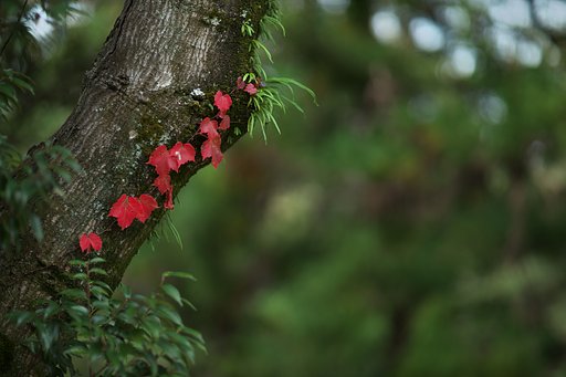 蔦紅葉