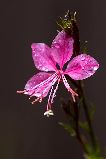 EF180mm f/3.5L Macro USM