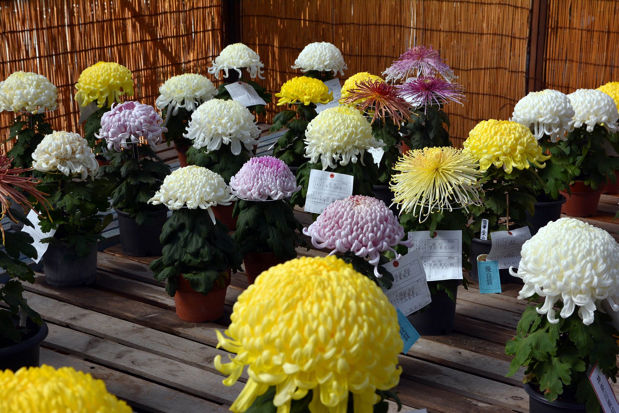 菊花大会