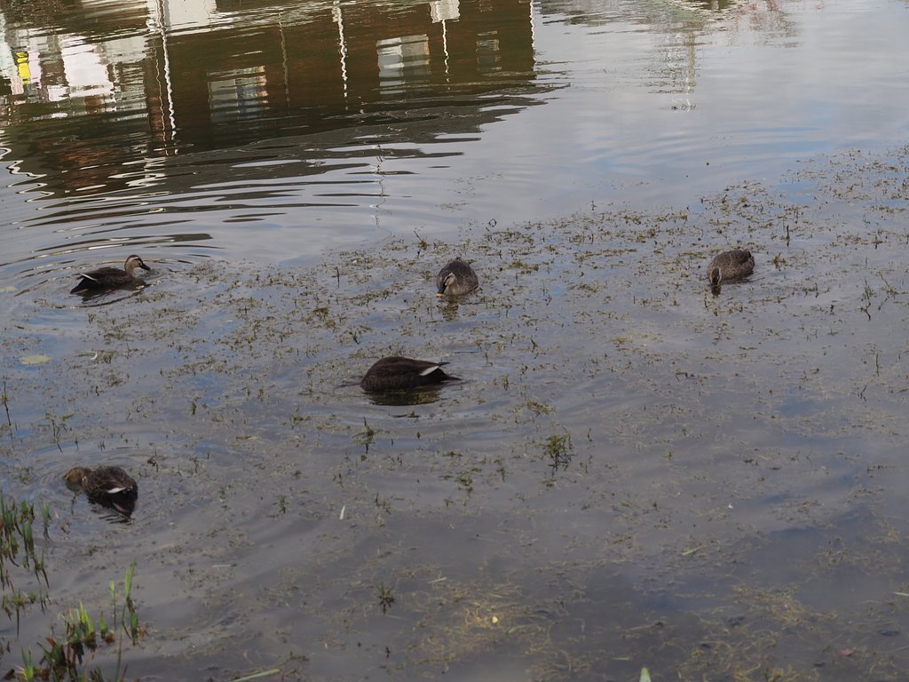 鴨はこちら