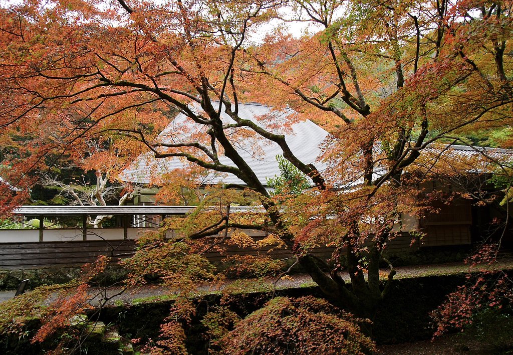 紅葉