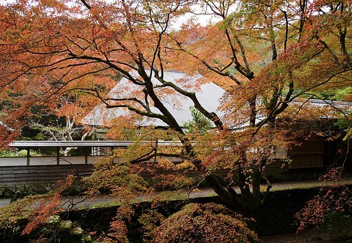 紅葉