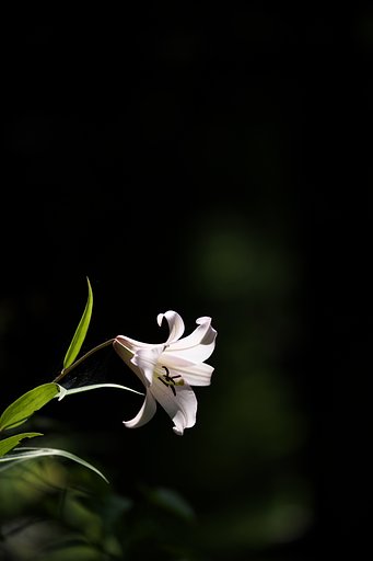 笹百合