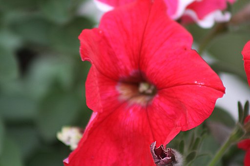 サフィニアの花　４