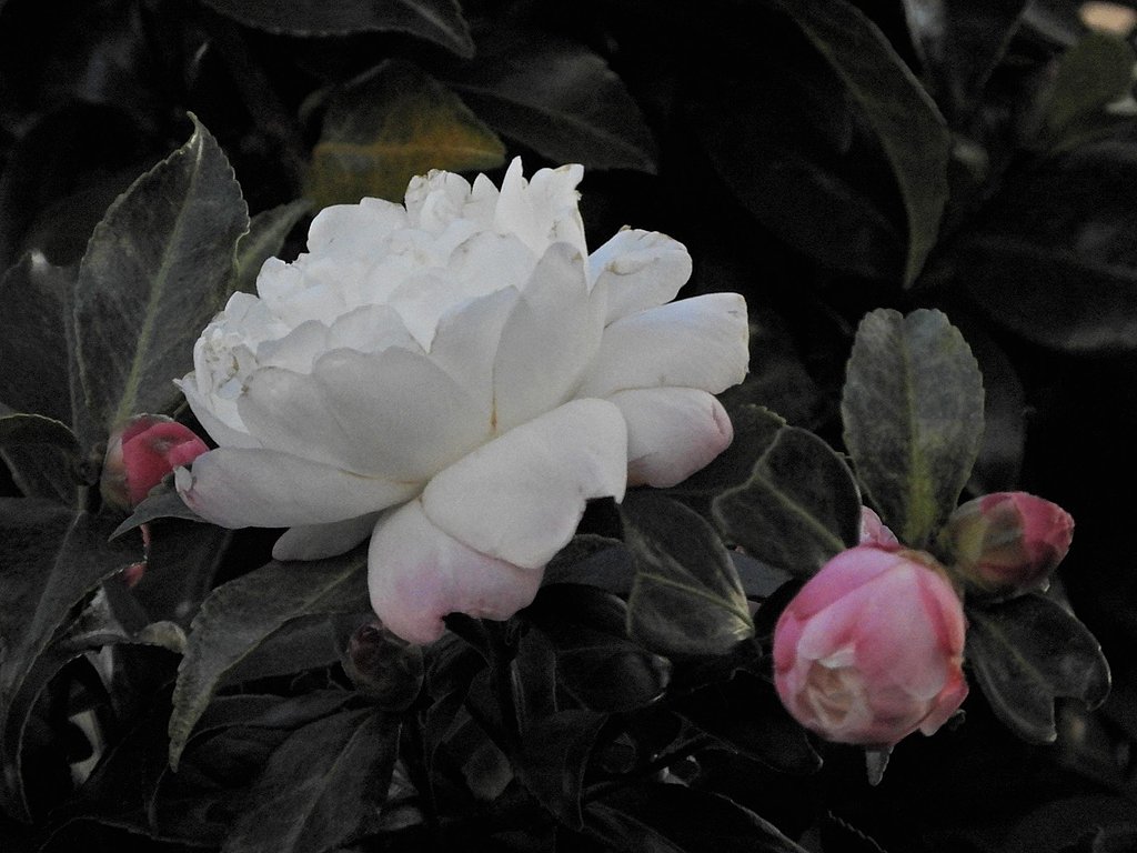 山茶花　‘朝倉’