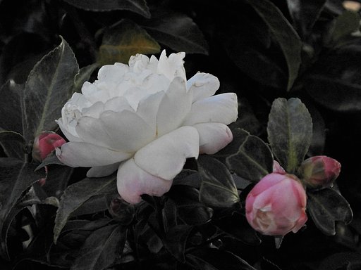 山茶花　‘朝倉’