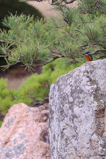 Kingfisher coming!