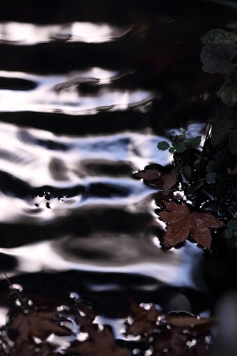 逆光以外で紅葉を撮る　～寒いよね、アメンボ君～