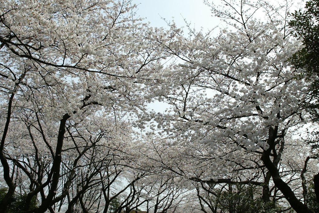 谷中霊園