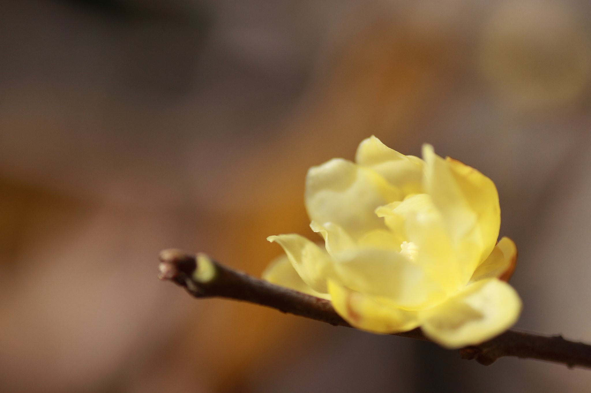 Tamron 90mm f2.8 macro 172E