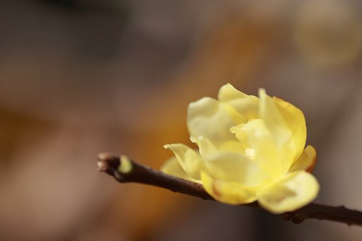 1月9日の写真