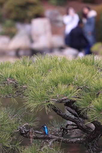 カワセミ優先の原則