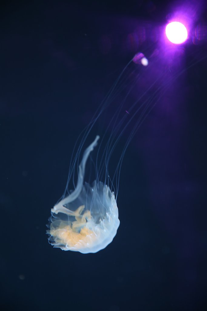 紫の太陽